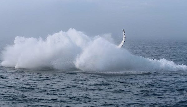 humpback