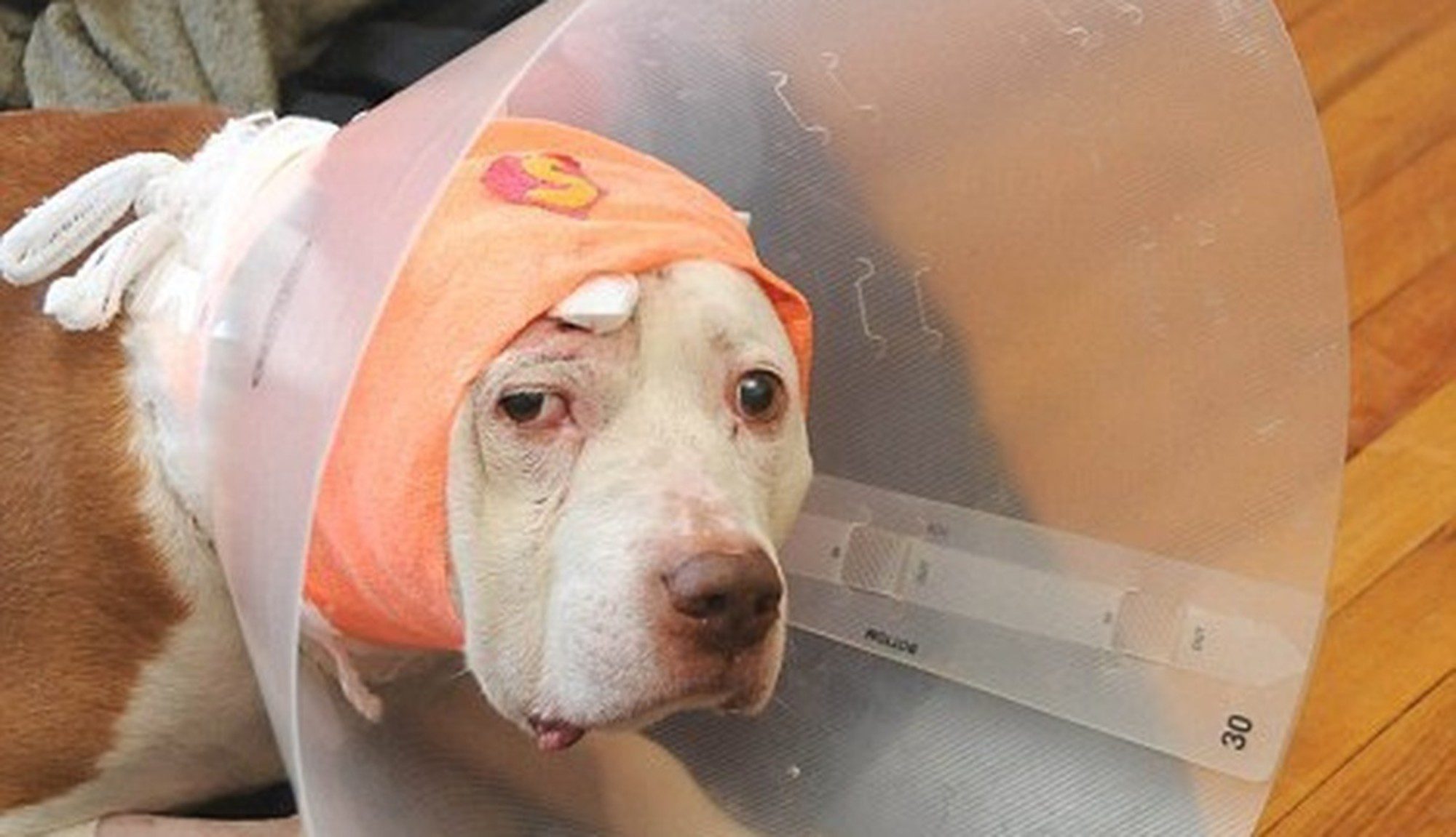 Heroic Senior Dog Who Took Bullet For His Owner Looking For Hero Of His Own