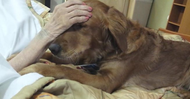 JJ certified comfort dog