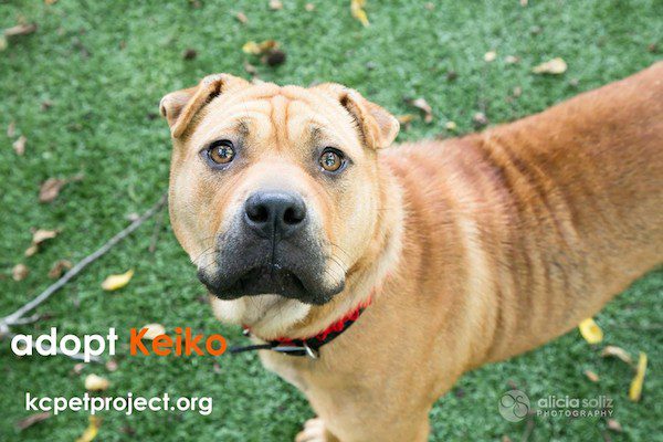 keiko