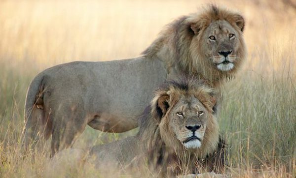 lions killed