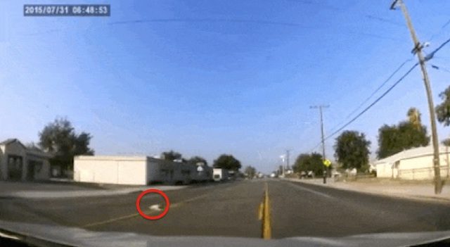 Kind-Hearted Man Saves ‘Miracle’ Dog He Finds Dying On The Road