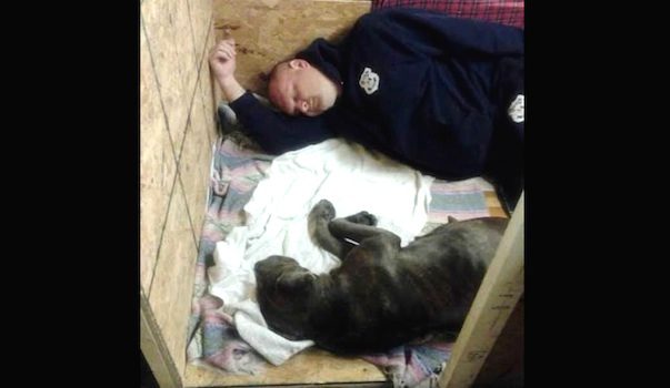 Police Officer Rescues Pregnant Mastiff And Goes Above And Beyond The Call Of Duty