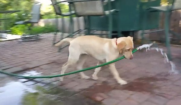 puppy fills pool