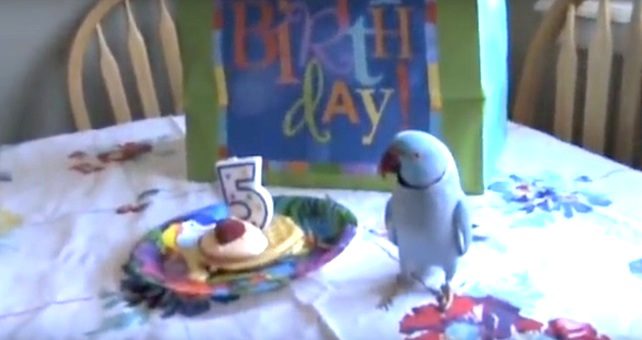 marnie the parrot's birthday