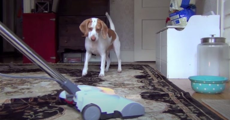 Adorable Beagles Make The Ultimate Dog Shaming Video