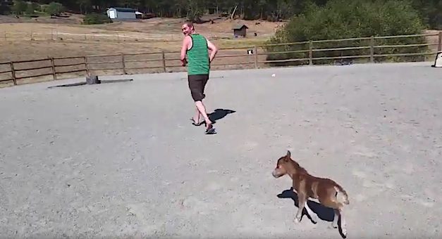 Adorable Baby Miniature Horse Chases After His Handler
