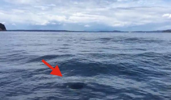 Orca surprise