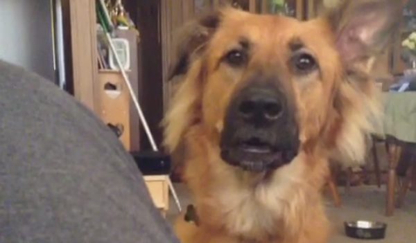 Dog Dramatically Throws A Fit When She Does Not Get What She Wants