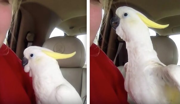 peek a boo cockatoo