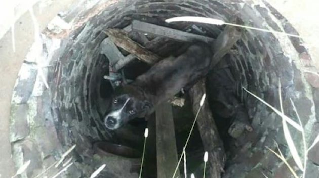 pit bull found in sewer drain