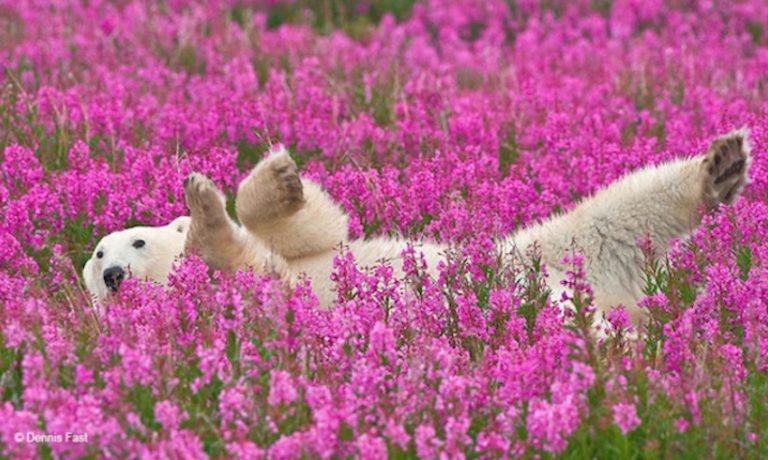 polar bear in flowers
