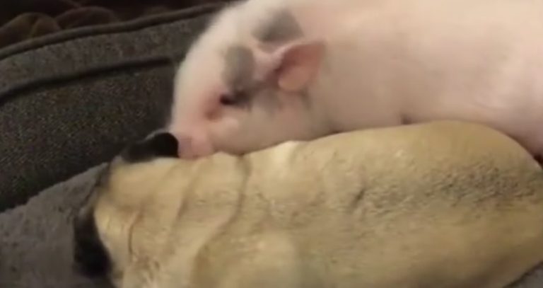Affectionate Mini Pig Snuggles With Pug