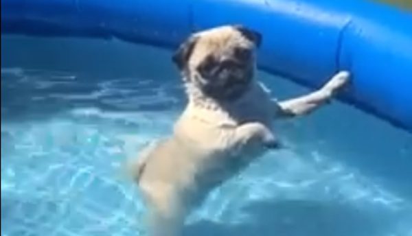pug in pool