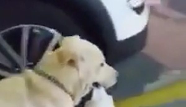 Puppy Gets Carried Around In The Most Adorable Way