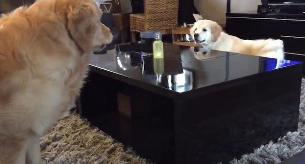 dogs play chase game
