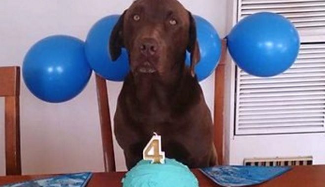 Goofy Dog Has The Best Reaction When He Gets His Birthday Cake