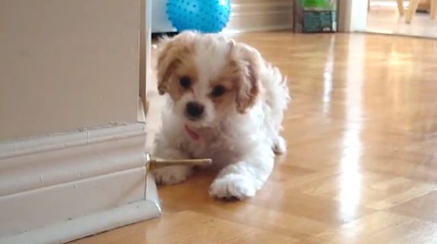 puppy doorstopper