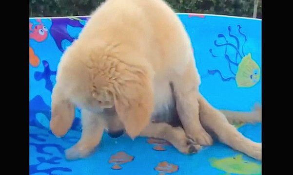 puppy in pool