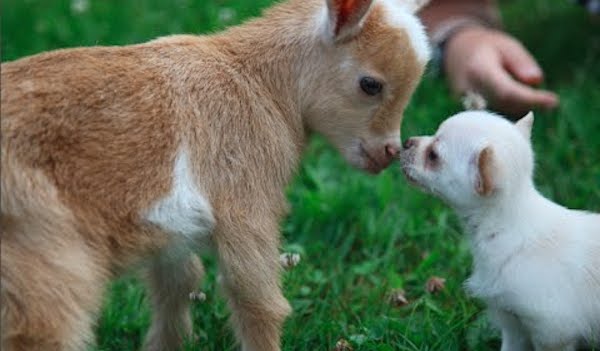 puppy and goat