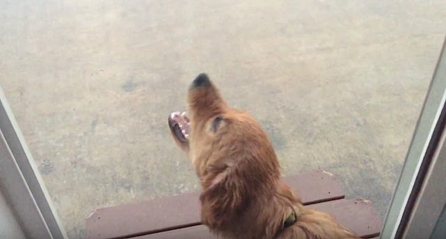 puppy and rain
