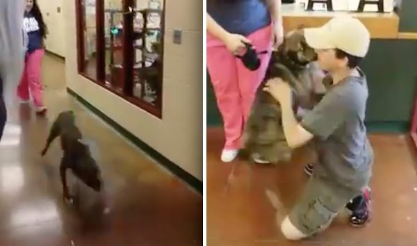 dog reunited with owner