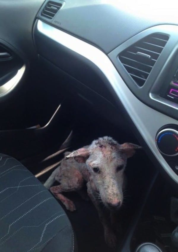 rescue-dog-mange-10