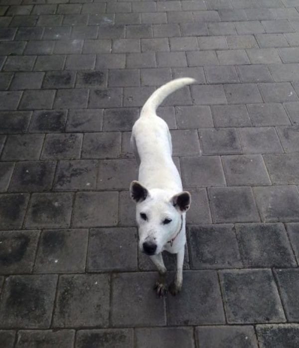 rescue-dog-mange-2
