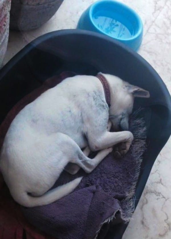 rescue-dog-mange-3