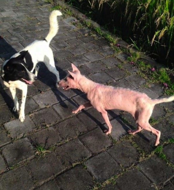 rescue-dog-mange-4