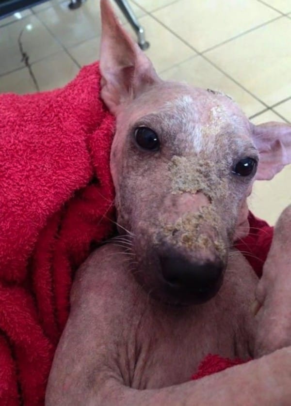 rescue-dog-mange-6