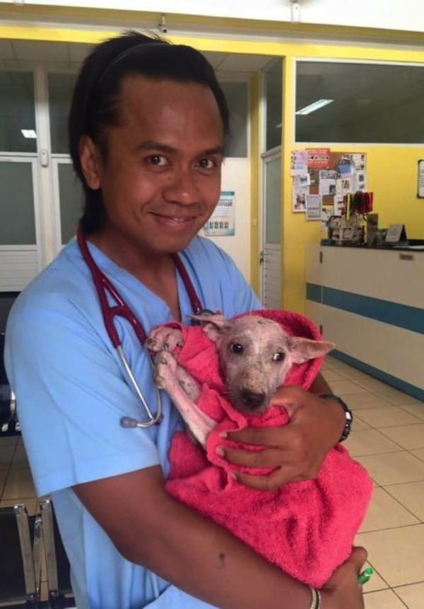 rescue-dog-mange-7