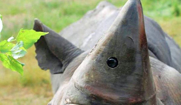 rhino-cam