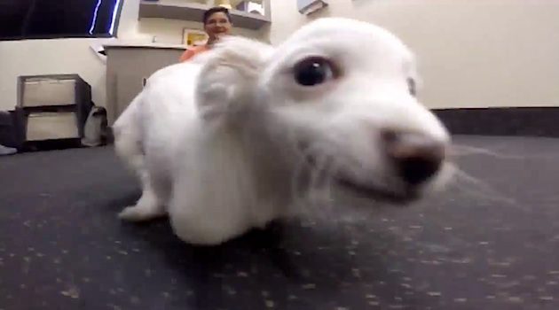 Scooter learns to walk