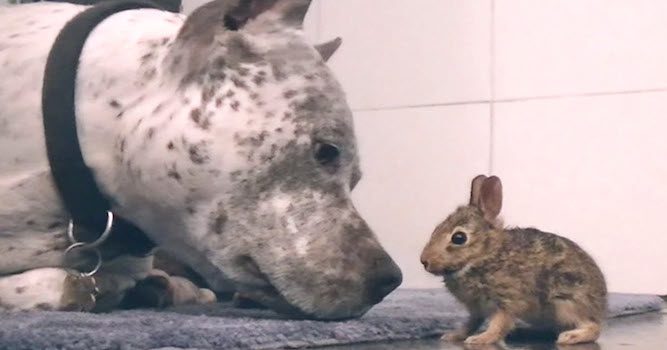 Pit bull and baby bunny