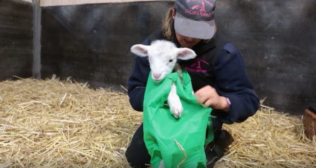 Sick Orphaned Lamb Learns to Walk With Canvas Bag And Lots Of Love