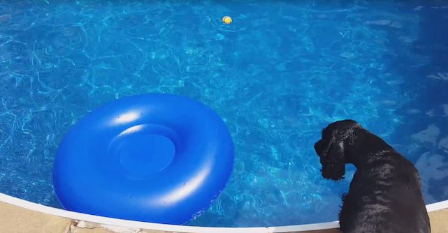 spaniel retrieves ball