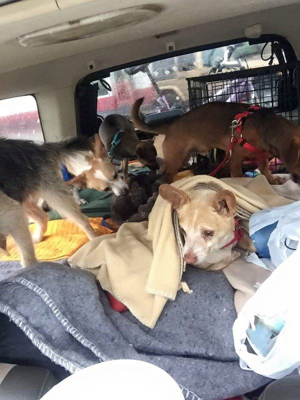 steve-strays-indiana