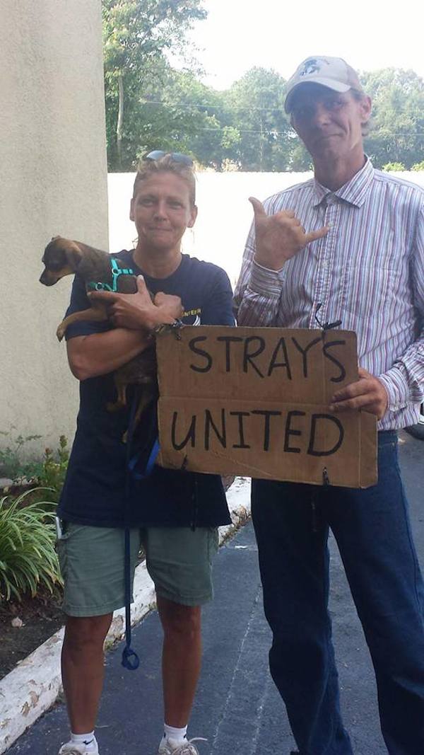 strays-united