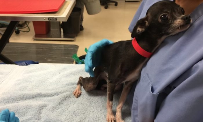Dog Who Was Stolen From Vet Hospital By Her Neglectful Owner Gets Rescued