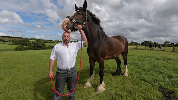 tallest shire horse