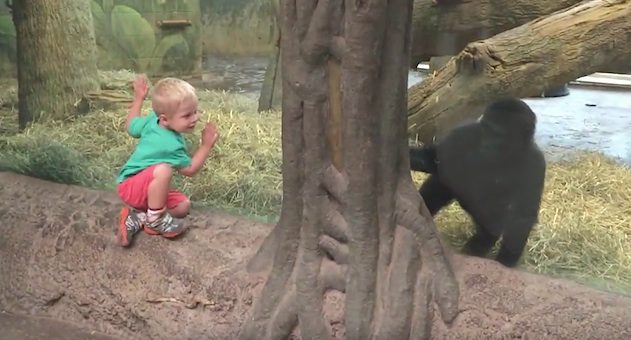 toddler and gorilla play