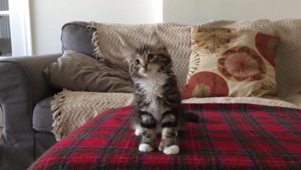uptown funk kitten