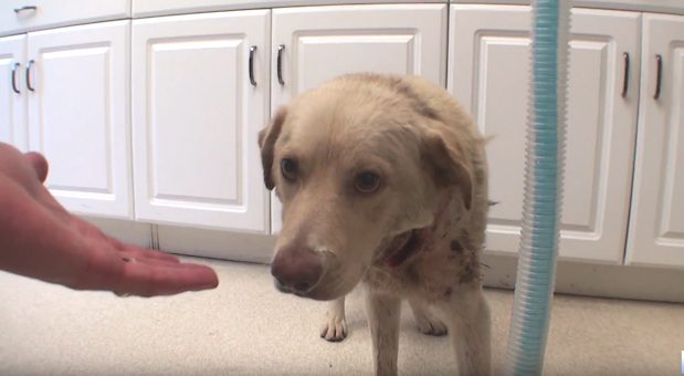 Scared And Hurt Dog Saved From Shelter One Hour Before He Was To Be Put Down