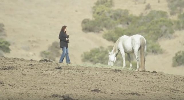 wild horse photographer