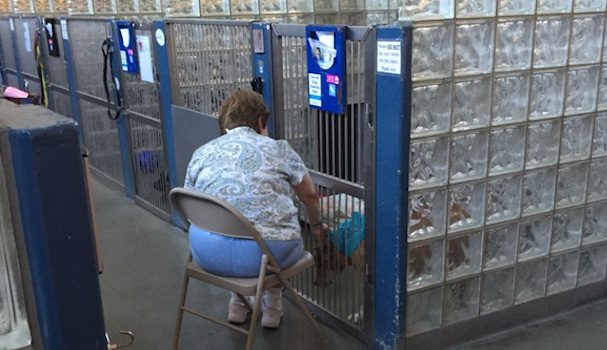 woman reads to dogs