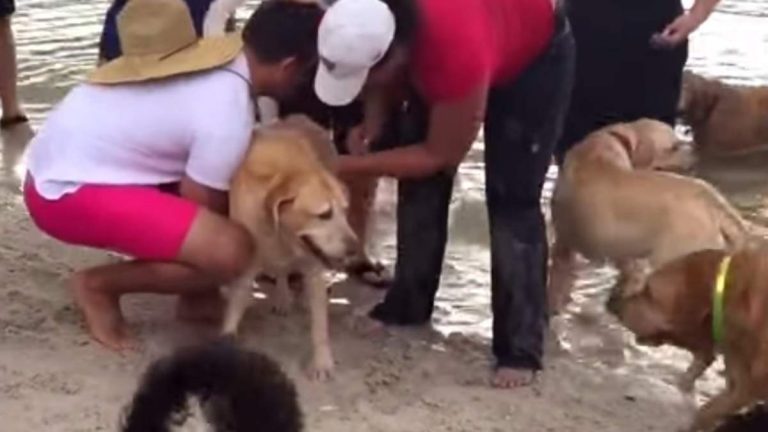 Dog Drowning At Beach Revived By Good Samaritans