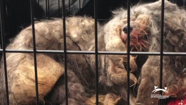 Dog Looks Like Lifeless Ball Of Fur Until She Lifts Her Head For Rescuers