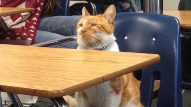 cat at school