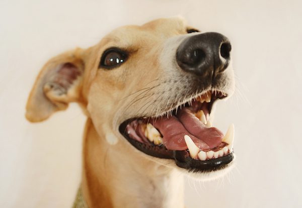 Whippet_teeth